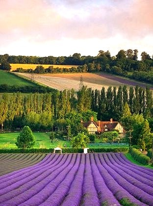 Lavender Field, Eynsford, England