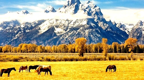 by Tucapel on Flickr.Horses in Grand Teton National Park - Wyoming, USA.
