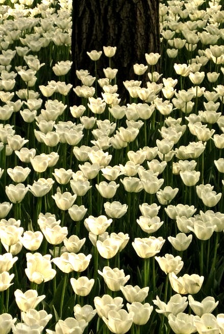 White Tulip Forest, China