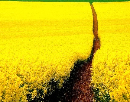 Mustard Field, Germany