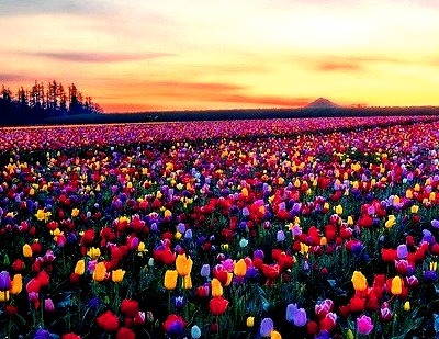 Sunrise Tulips, Woodburn, Oregon