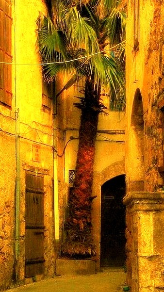 Hidden palm tree on the streets of Kyrenia, Cyprus