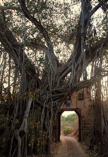 A 500 year old banyan tree integrated with an old fort gate in Ranthambhore National Park, India