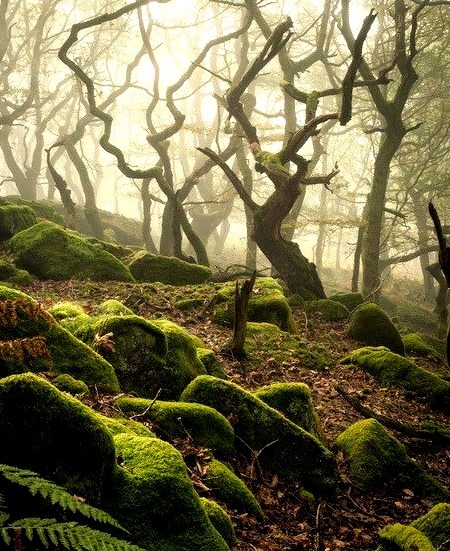 Dark Forest, Peak District, England