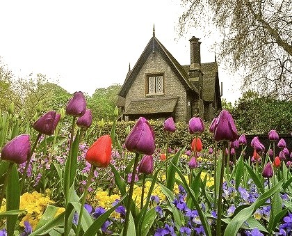 Purple Roses, Hyde Park, London, England