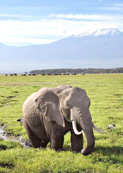 Elephant wading through a swamp in Amboseli National Park, Kenya