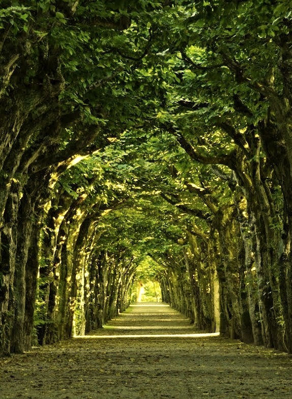 Tree tunnel at the Eremitage in Bayreuth / Germany